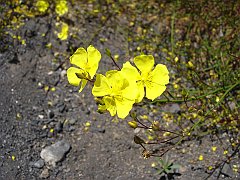 helianthemum scoparium